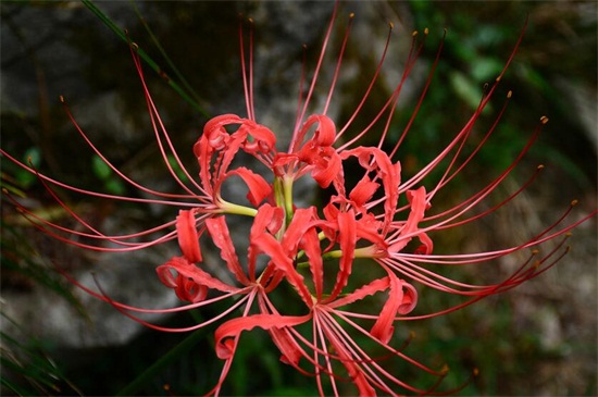 彼岸花花语