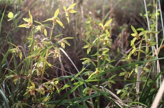 山上野生兰草怎样识别，六个方面轻松辨别