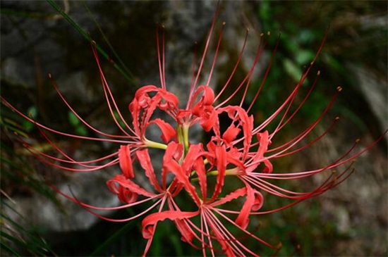 彼岸花碰到血会怎样