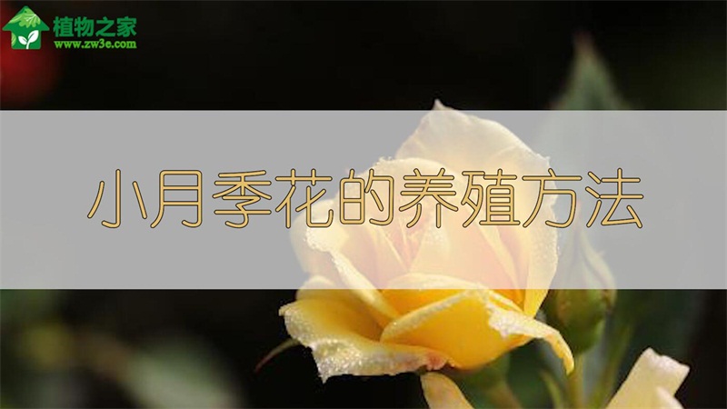 小月季花的养殖方法