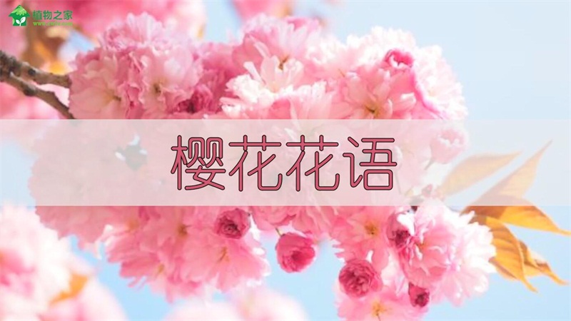 樱花花语