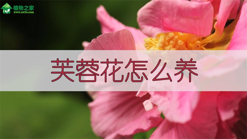 芙蓉花怎么养