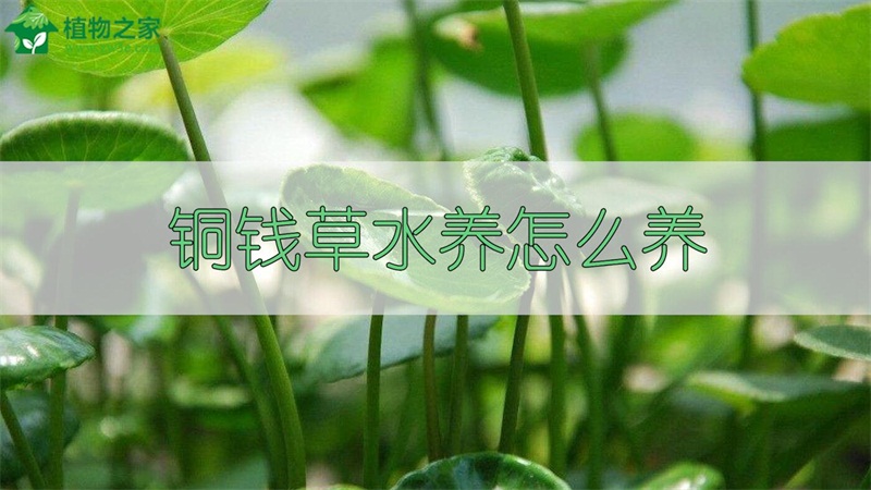 铜钱草水养怎么养