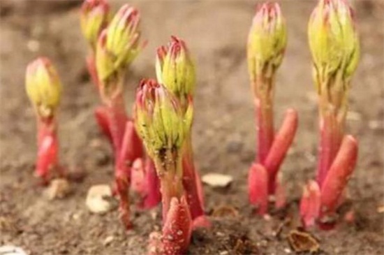 芍药根块带芽种植方法，秋季切根后覆土种植