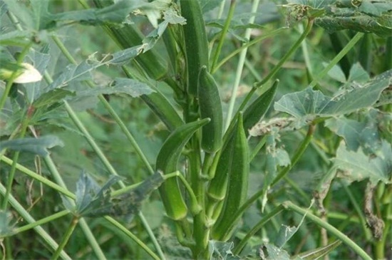 秋葵种植成本和利润，千元成本万元利润值得种植