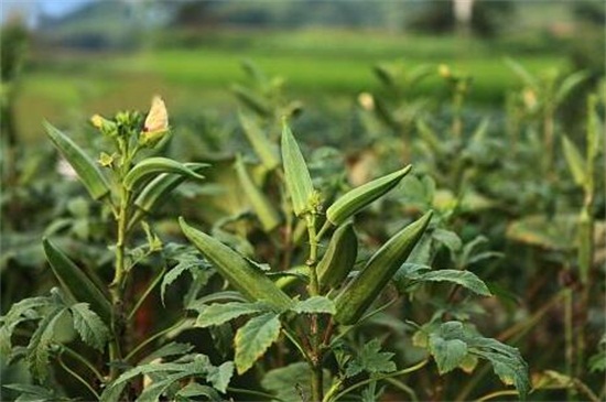 秋葵适合东北种植吗，控温25～28℃即可种植