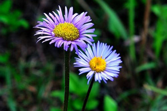 野雏菊花语