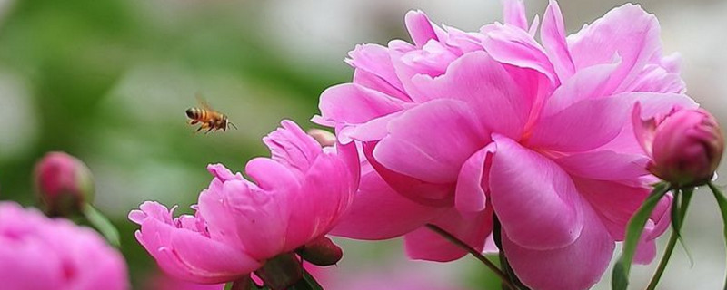 芍药冬天会冻死吗