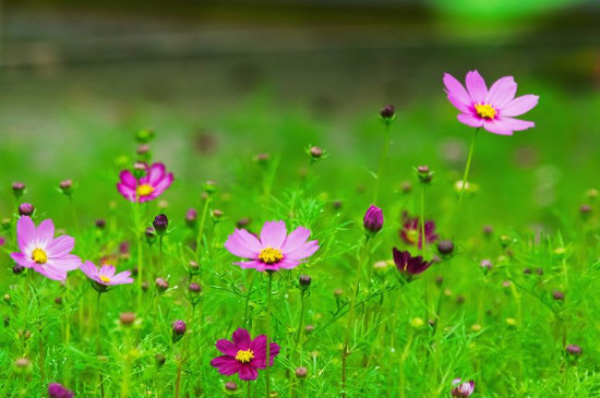 格桑花花语和寓意