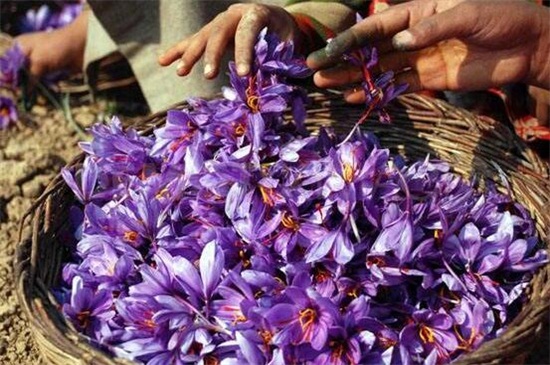 种植藏红花赚钱吗，一亩可赚5000～10000元钱