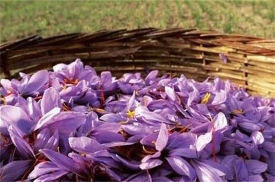 种植藏红花赚钱吗，一亩可赚5000～10000元钱