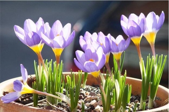 藏红花盆栽如何种植，6个步骤种植藏红花