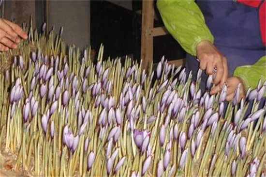 藏红花盆栽如何种植，6个步骤种植藏红花