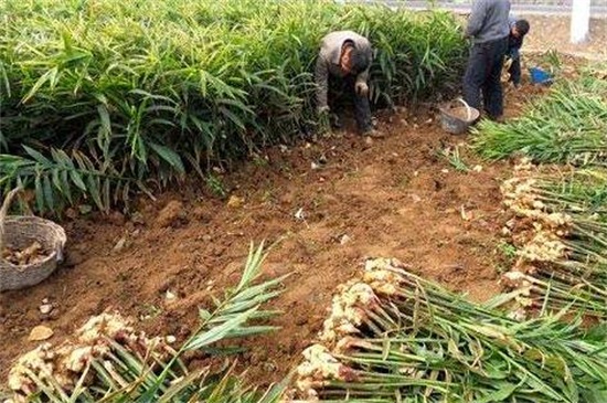 生姜怎样种植才高产，基肥充足修剪打顶养护