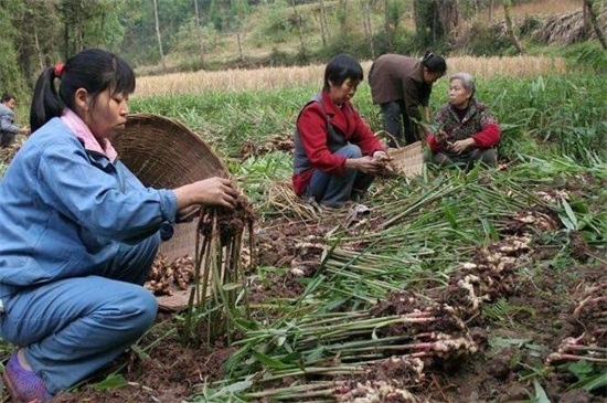 生姜种植风险有哪些，气候温差变化产量下降