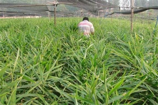 生姜种植风险有哪些，气候温差变化产量下降