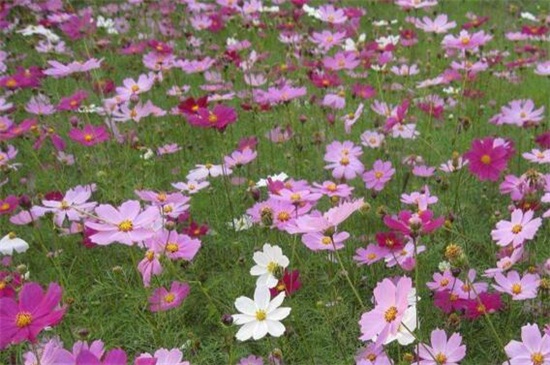 格桑花图片介绍，盘点十种格桑花