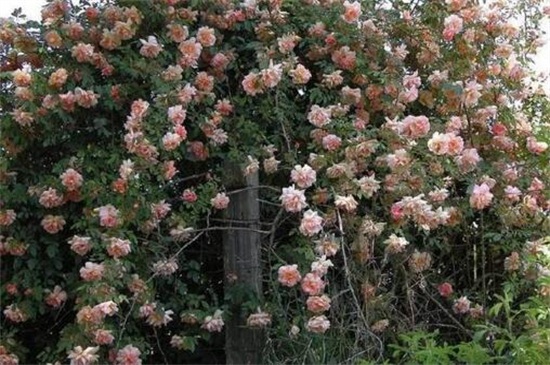 木香花的缺点，害怕土壤潮湿使其烂根