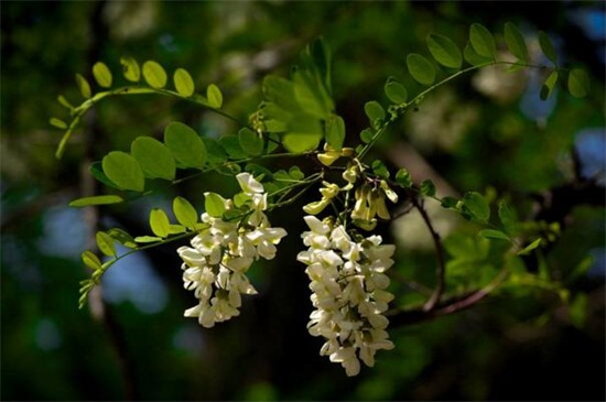 槐花种子怎么种，春季催芽配土播种