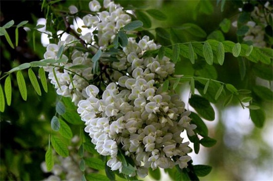 槐花种子怎么种，春季催芽配土播种