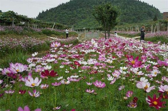 格桑花的种植方法，种子消毒浸泡配土盆栽