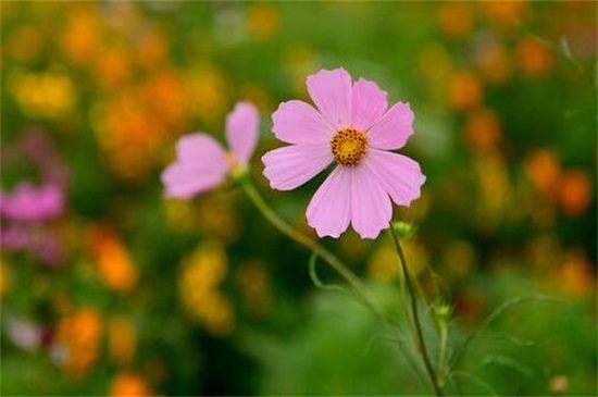 格桑花的花语及传说，代表着珍惜时光高僧救人