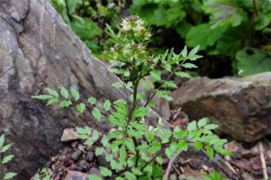 还亮草什么时候开花，花期大概在3～5月