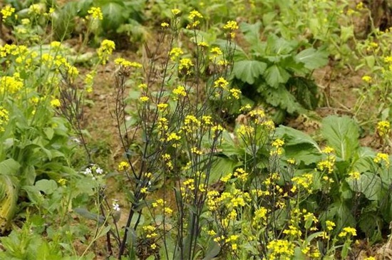 菜苔开花了还能吃吗