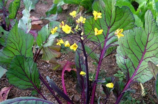 菜苔开花了还能吃吗