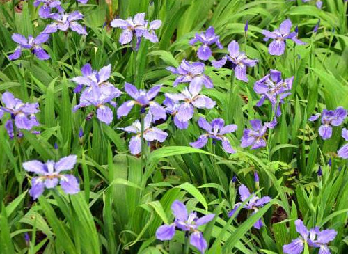 鸢尾花移栽时间