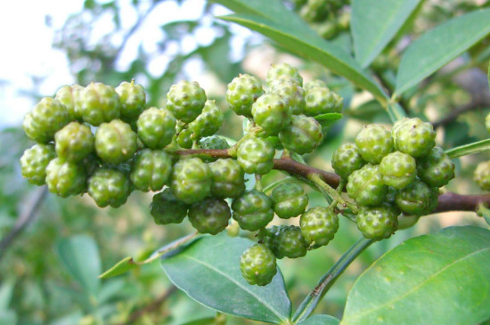 花椒把树弄死的原理