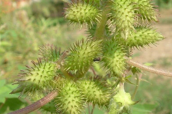 苍耳的果实和种子的特点