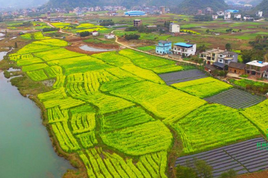 中国四大油菜花海在哪