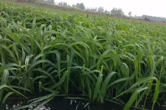 小米草什么时候种植