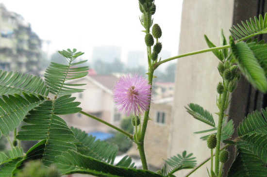 含羞草喜阳还是喜阴