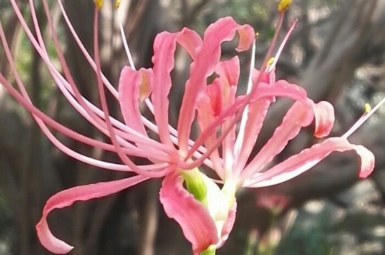 白彼岸花花语是什么