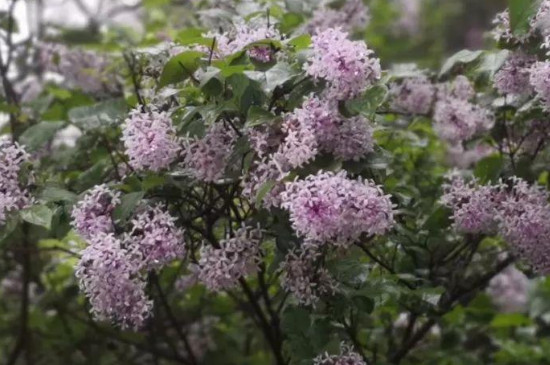 丁香花的传说