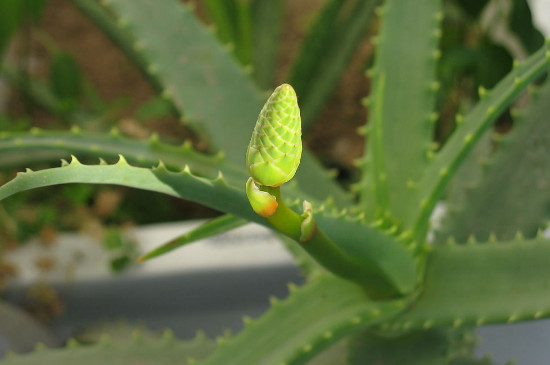 芦荟可以放到房间里除甲醛吗?