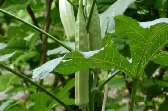 秋葵开花结果是否需要授粉