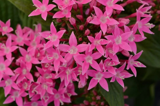 繁星花花后怎么修剪