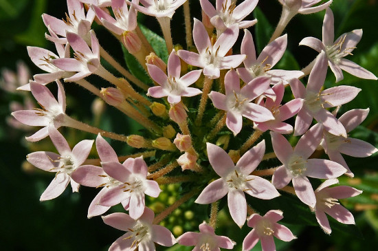 繁星花花语