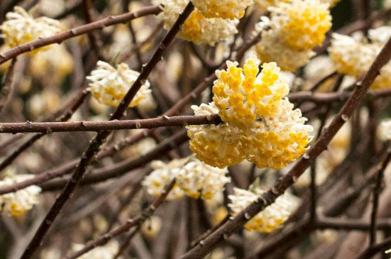 结香花怎么种