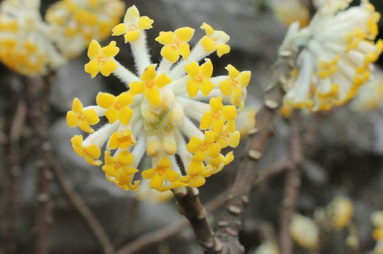 结香花怎么繁殖