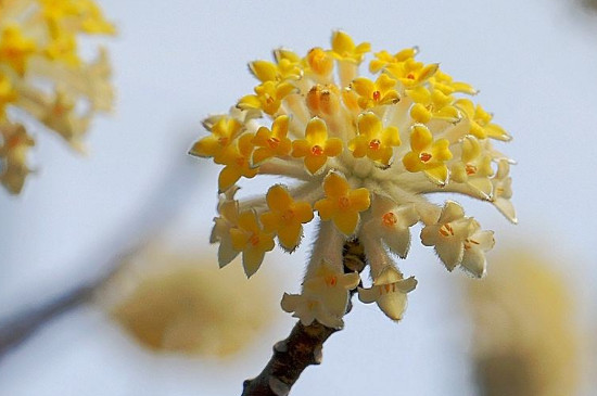 结香花的叶子是什么时候长出来的