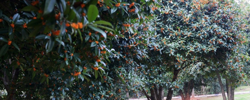 桂花树砍了只有根还能活吗