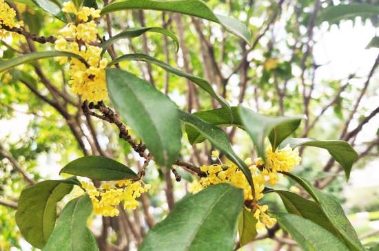 桂花树叶子发黄干枯后脱落怎么回事