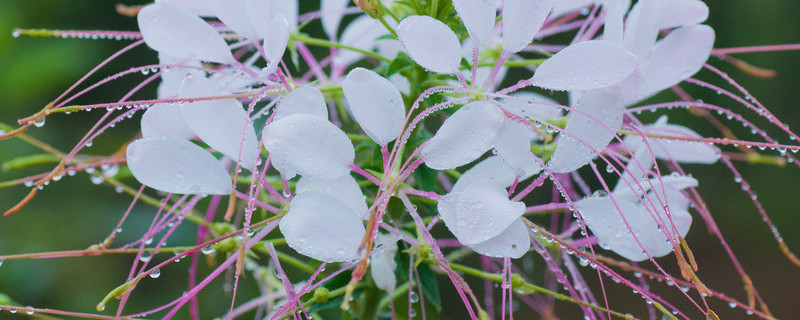 醉蝶花的种植方法