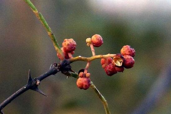 花椒树怎么种