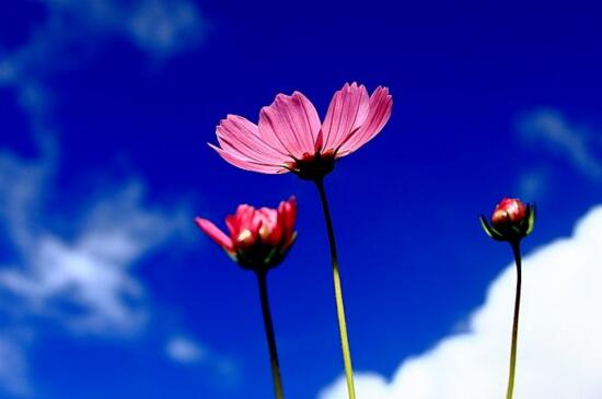 格桑花可以室内种植吗，室内环境不适合养殖格桑花