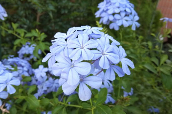 冬天蓝雪花枝条全枯了怎么办